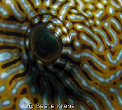 Puffer-Eye , taken at Wakatobi with Canon S70 and CloseUp... by Beate Krebs 